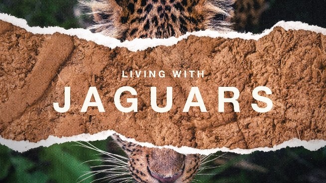Living With Jaguars